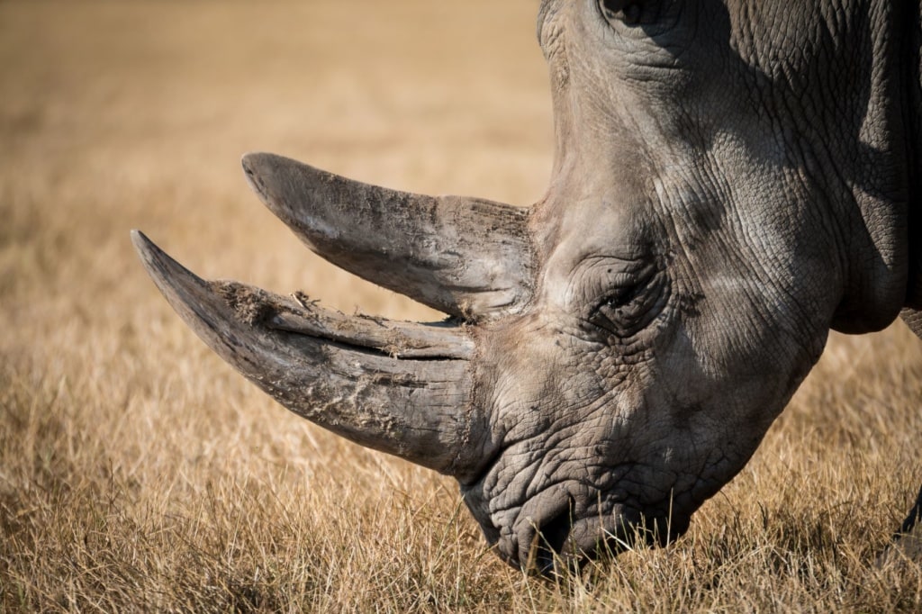 Nashorn in Afrika