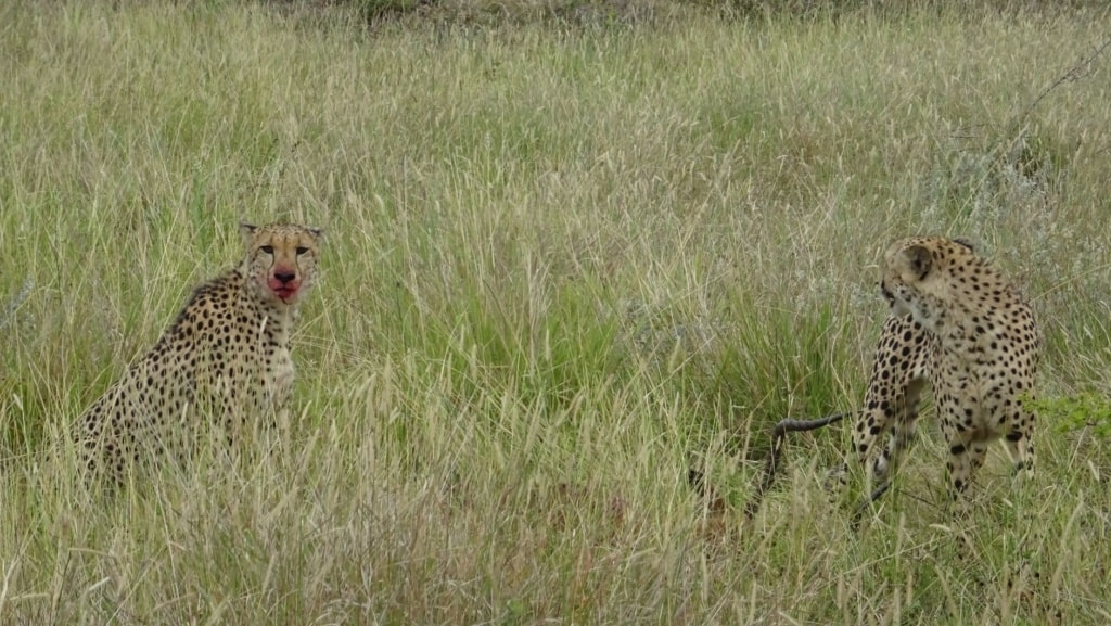 Geparden in Phinda