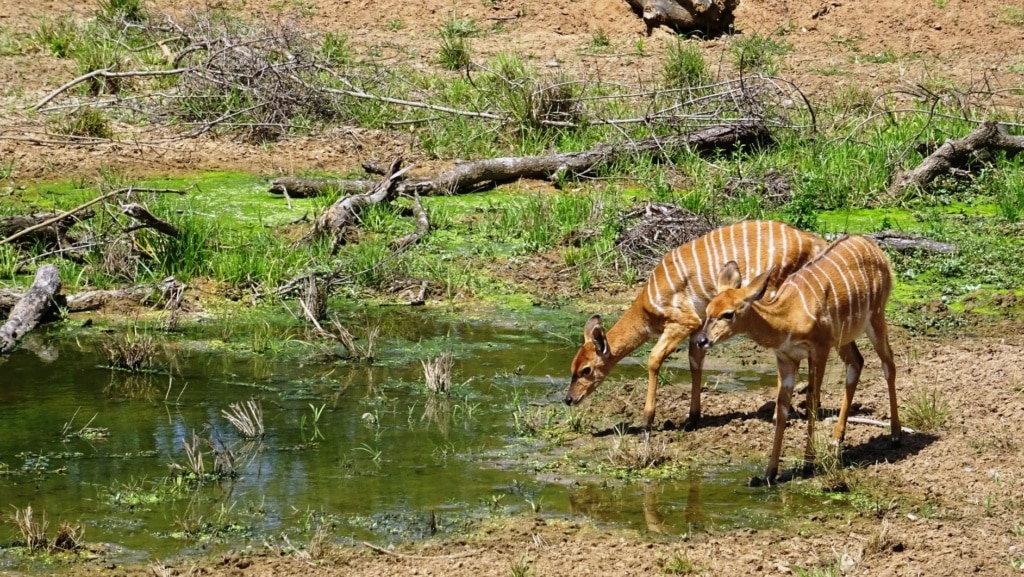Tiere im Phinda Homestead