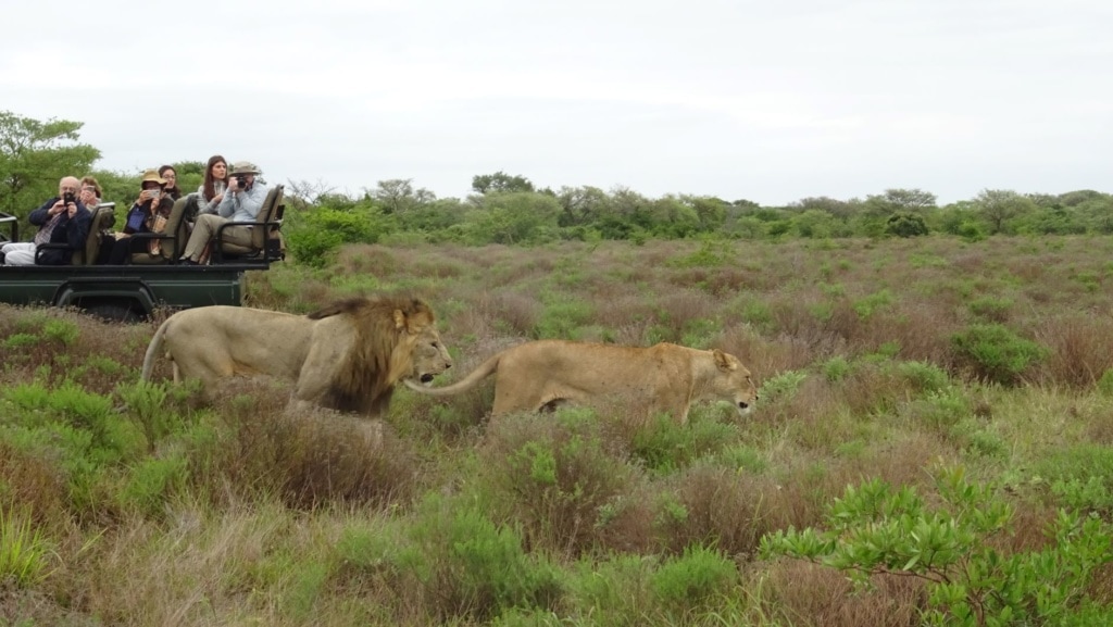 Phinda Game Drive