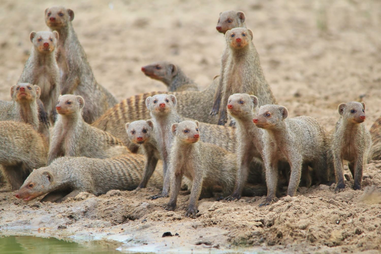 In Uganda gibt es auch Zebramangusten und andere Tiere zu beobachten.