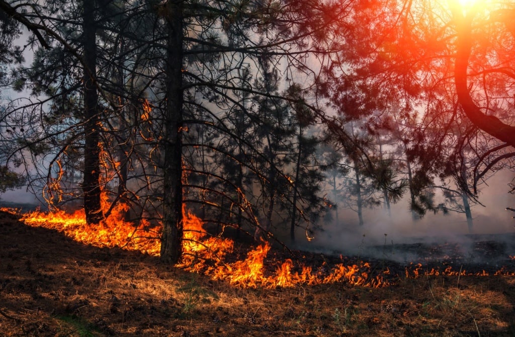Waldbrand