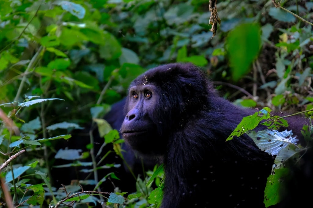 Berggorilla in Uganda