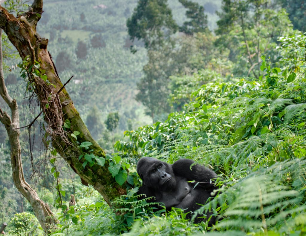 In Uganda leben die Hälfte der heute noch lebenden Berggorillas!