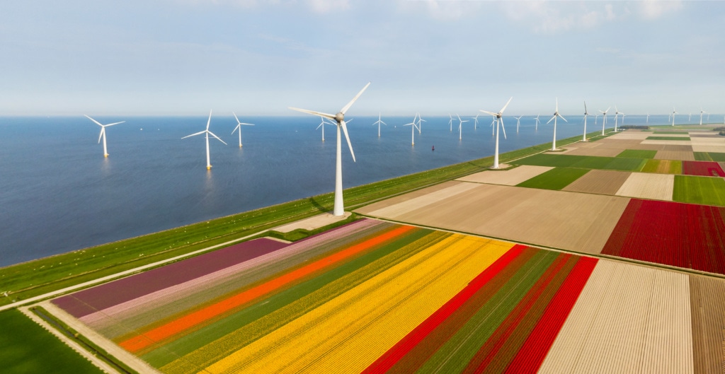In Flevoland reichen die Tulpenfelder bis ans Meer.