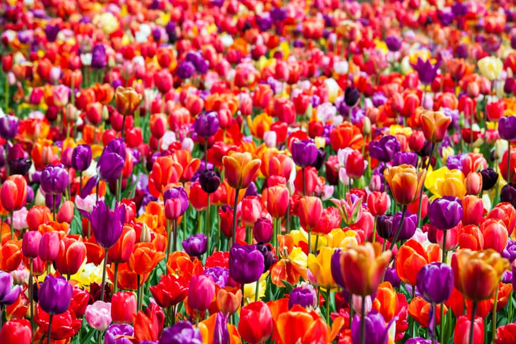 Ein wildes Blumenmeer präsentiert sich den Besuchern des Keukenhof in Holland.