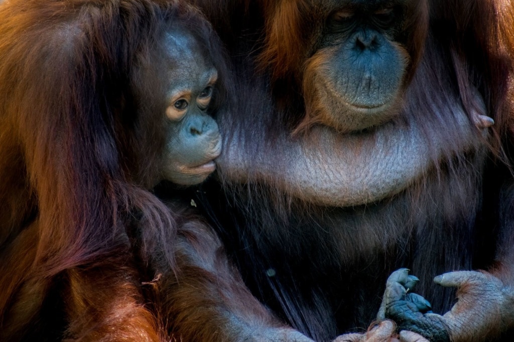 Orang Utan