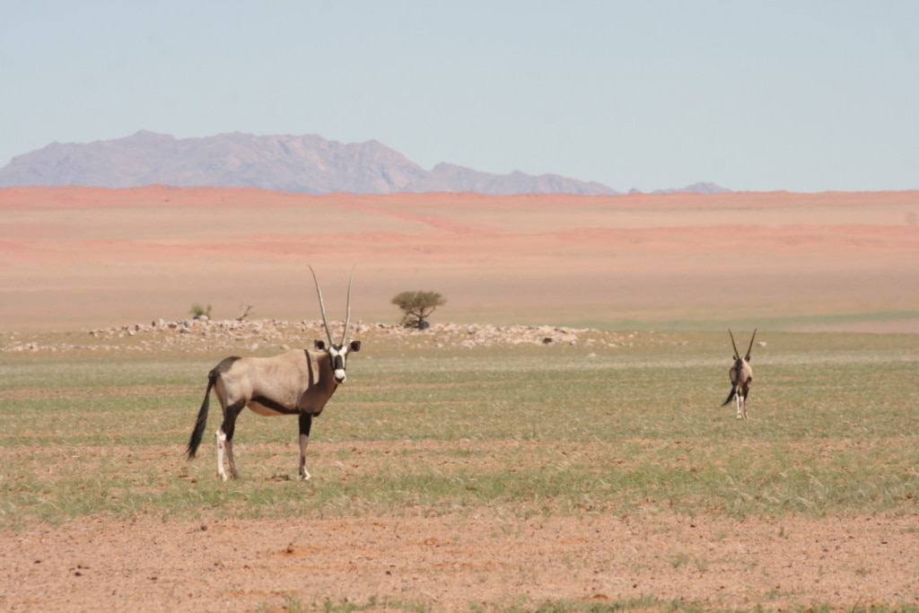Ein Oryx staunt neugierig, wohin unsere Autorin Marie denn in Namibia hinwill.