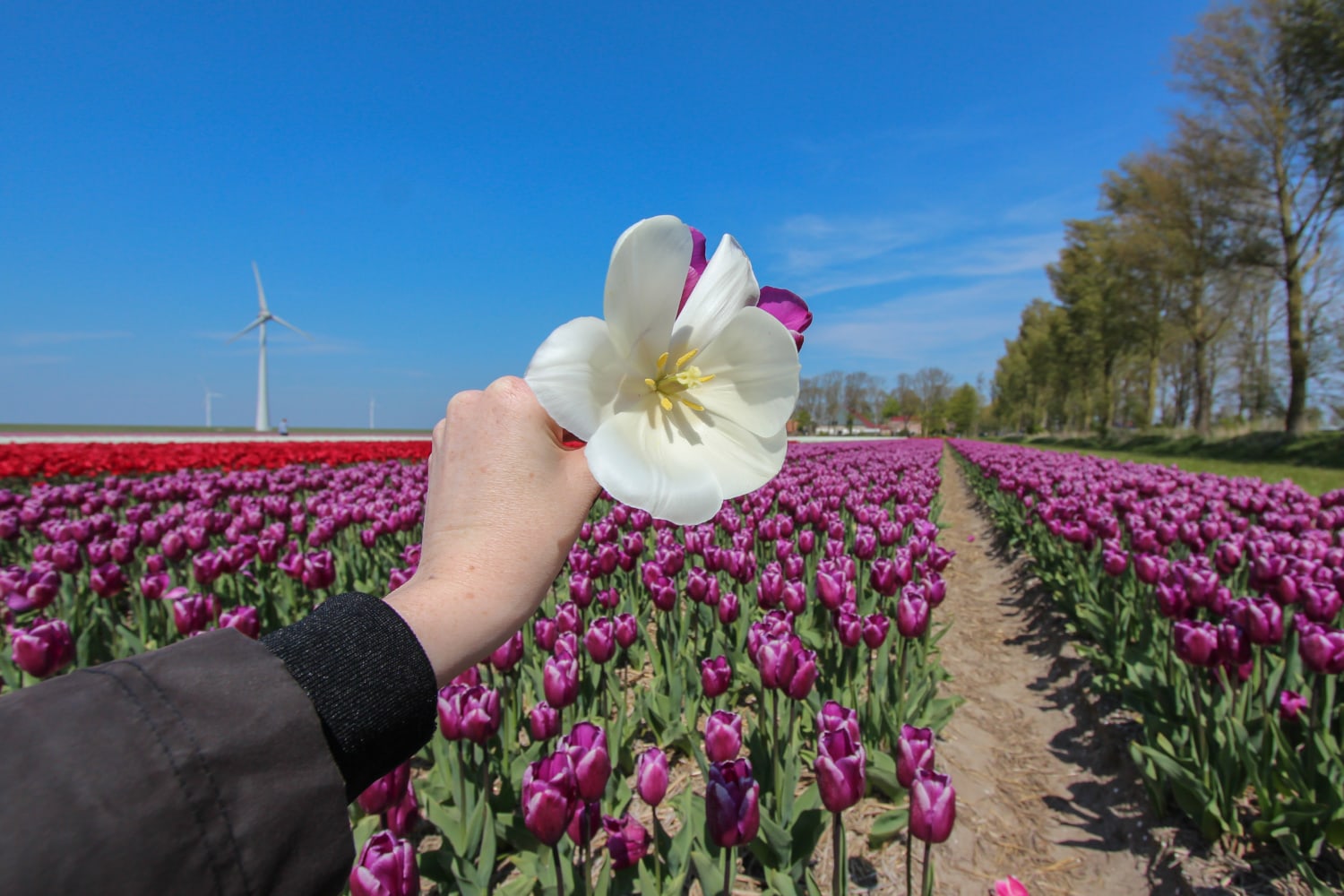 In Flevoland blühen von Januar bis Mai die Tulpenfelder.