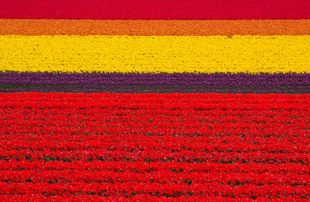 Holland im Frühjahr verzaubert.