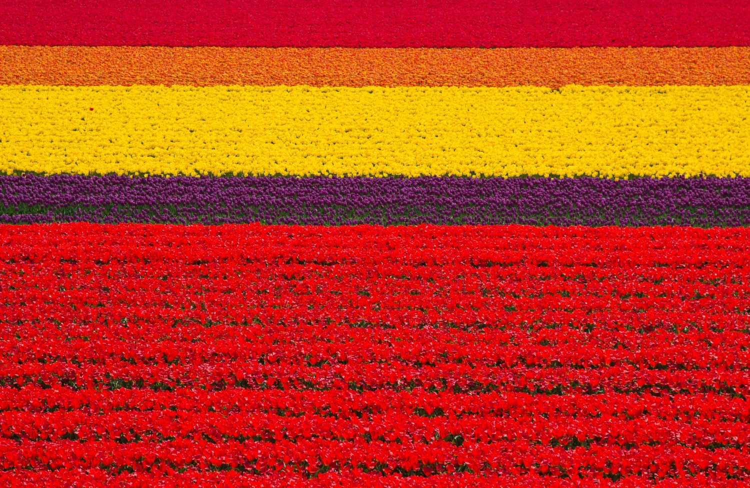 Holland im Frühjahr verzaubert.