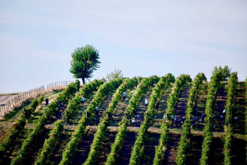 Weingut in Aserbeidschan
