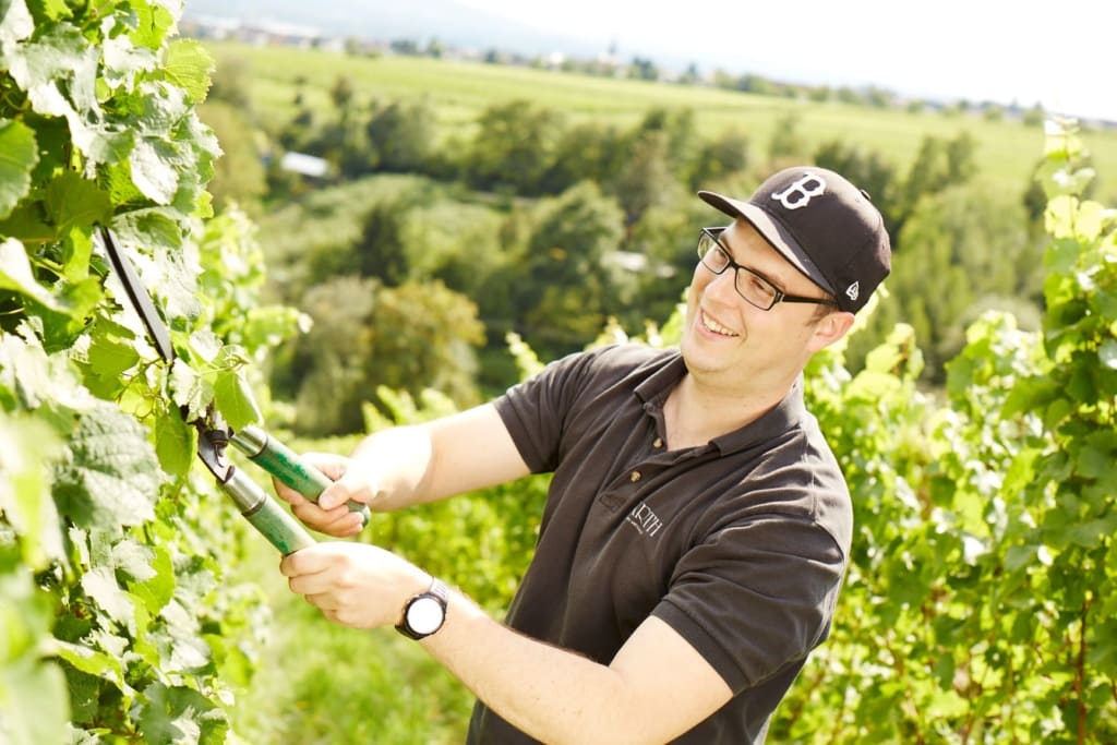 Winzer bei der Ernte der Weintrauben