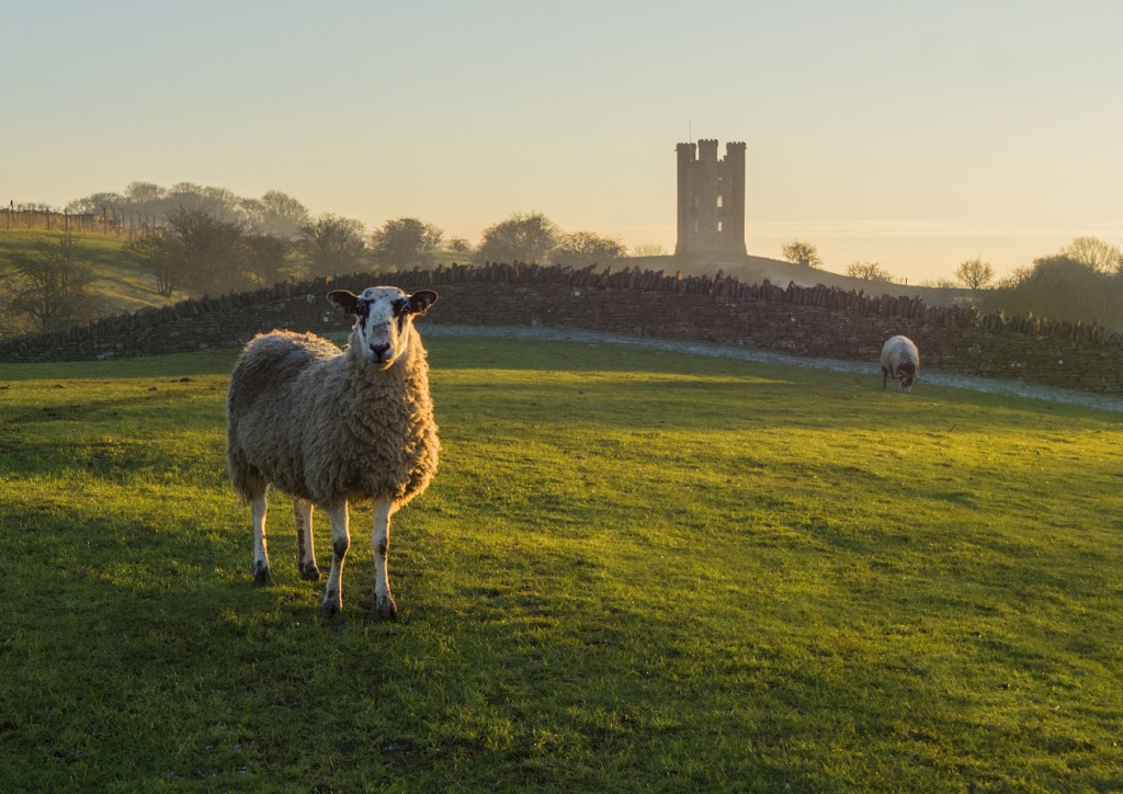 Schafe grasen auf einer Wiese vor dem Broadway Tower