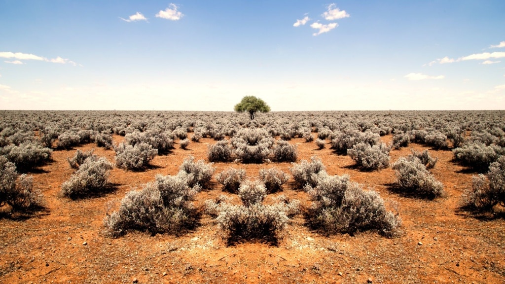 Busch in Australien