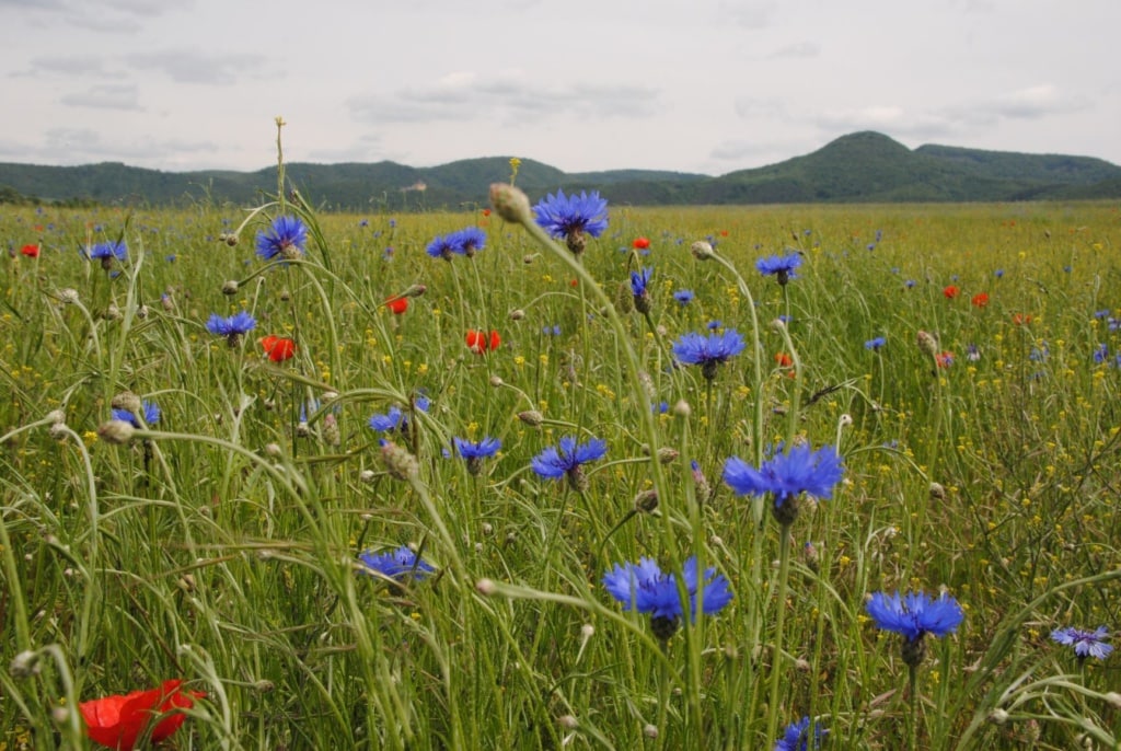 Blumen auf einer Wiese in Nordhessen