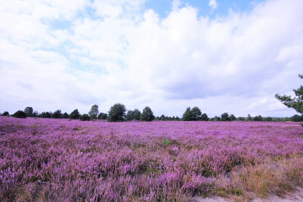 Kyritz-Ruppiner Heide in der Prignitz