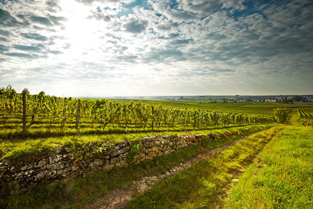 Weingut Wittmann
