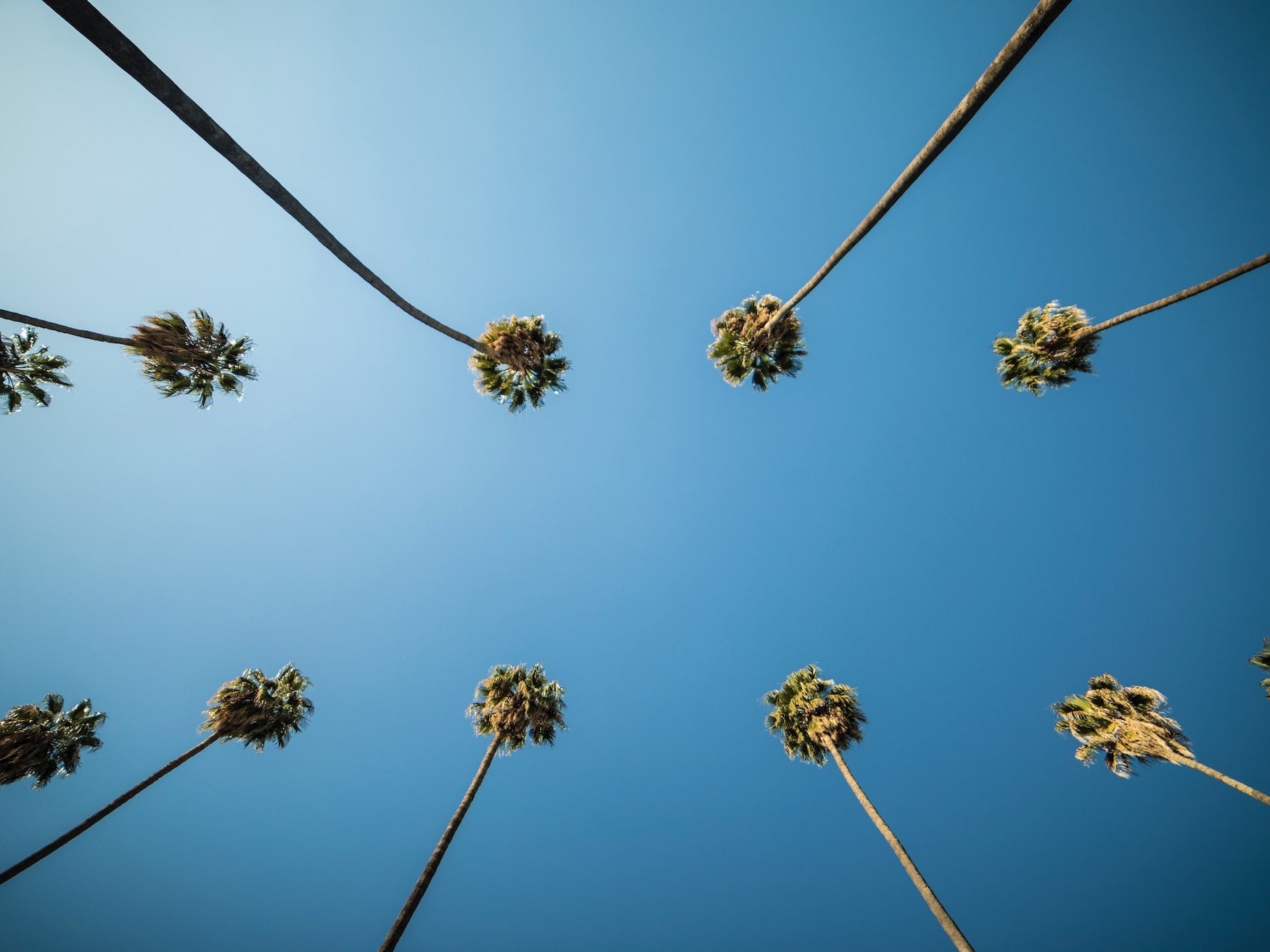 Palmen in Los Angeles