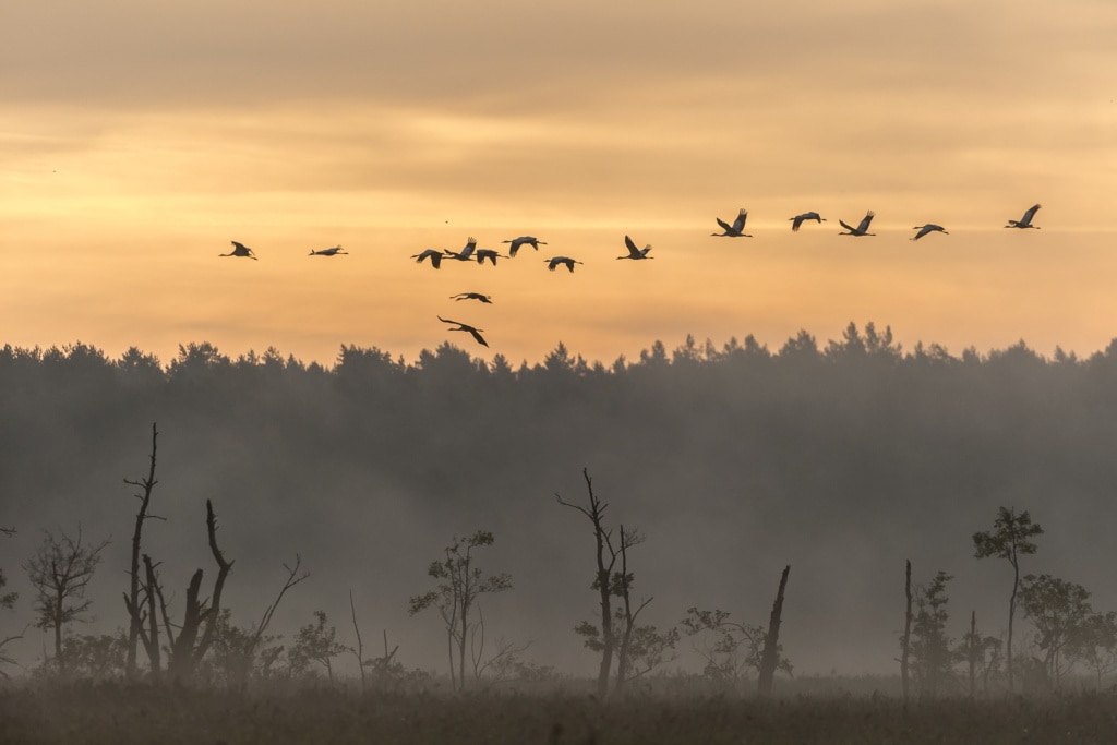 Kraniche im Rambower Moor in der Prignitz