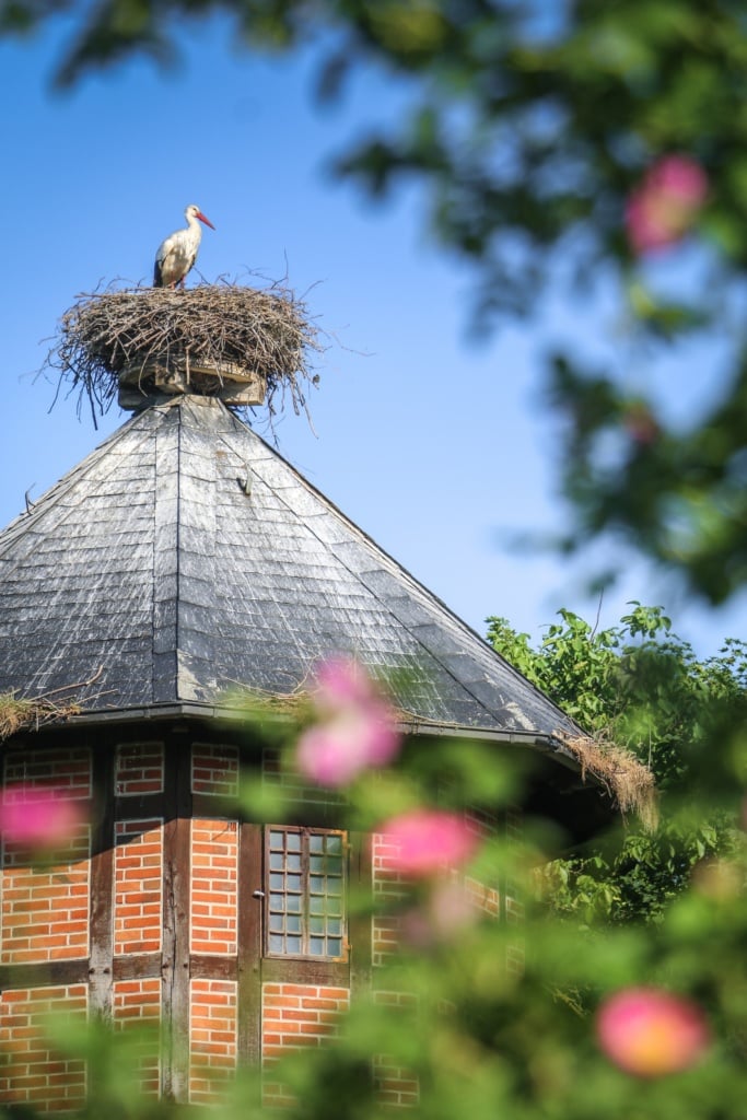 Der Weißstorch auf dem ehemaligen Rühstädter Wasserturm hat einen beliebten Platz ergattert. Im Vordergrund blühen die Rosen.