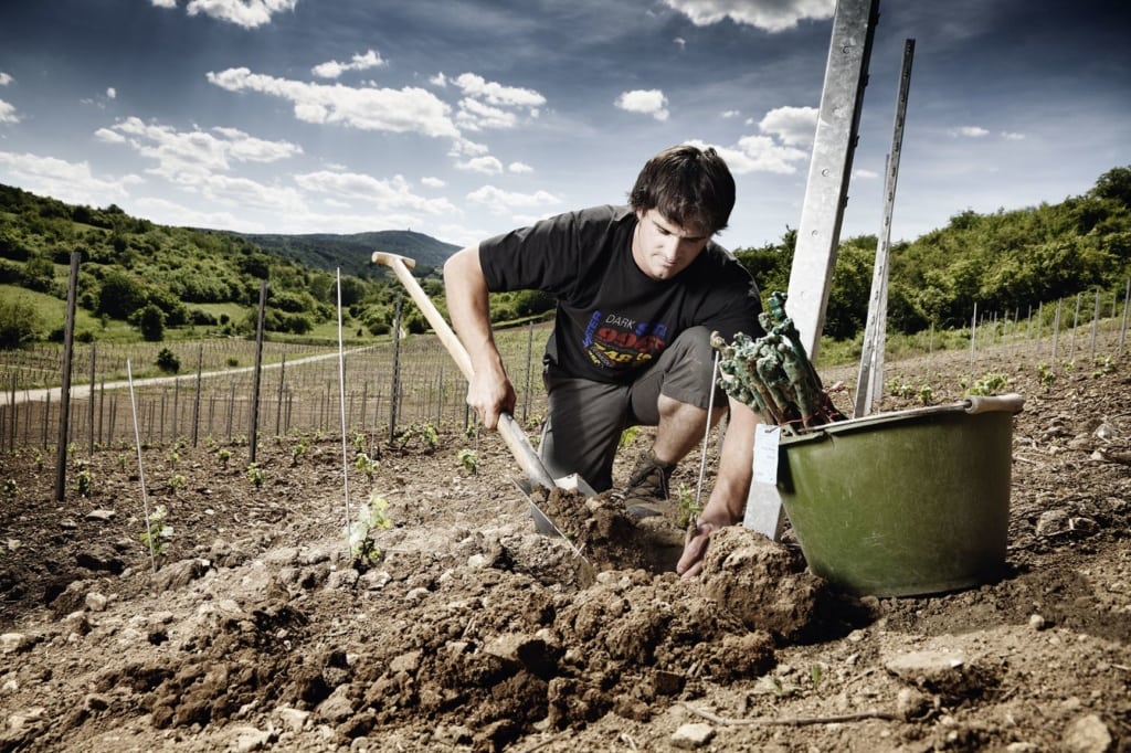 Winzer im Feld mit Schaufel in der Hand
