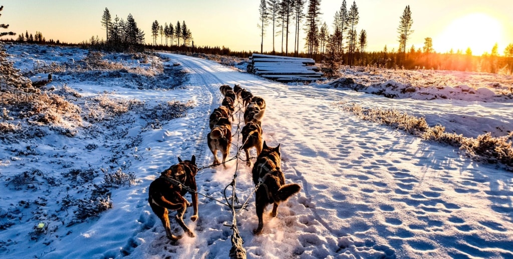 Huskys ziehen Schlitten durch Winterlandschaft