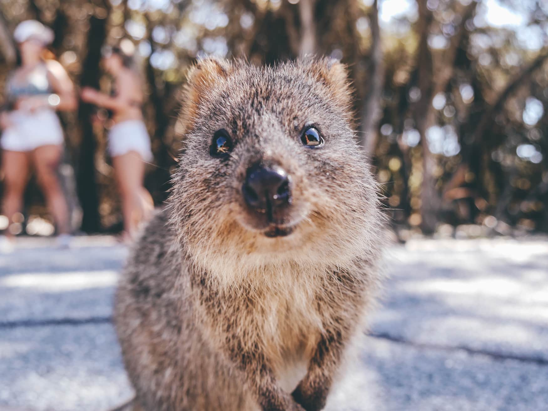 Quokka lächelt in die Kamera