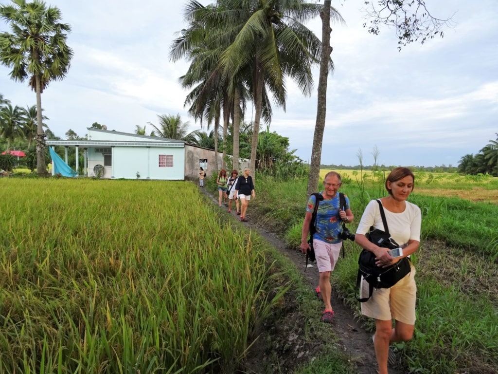Reisfeld im Mekong-Delta