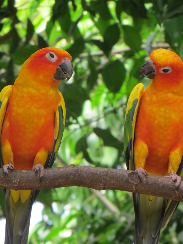 Sonnensittiche in Guyana