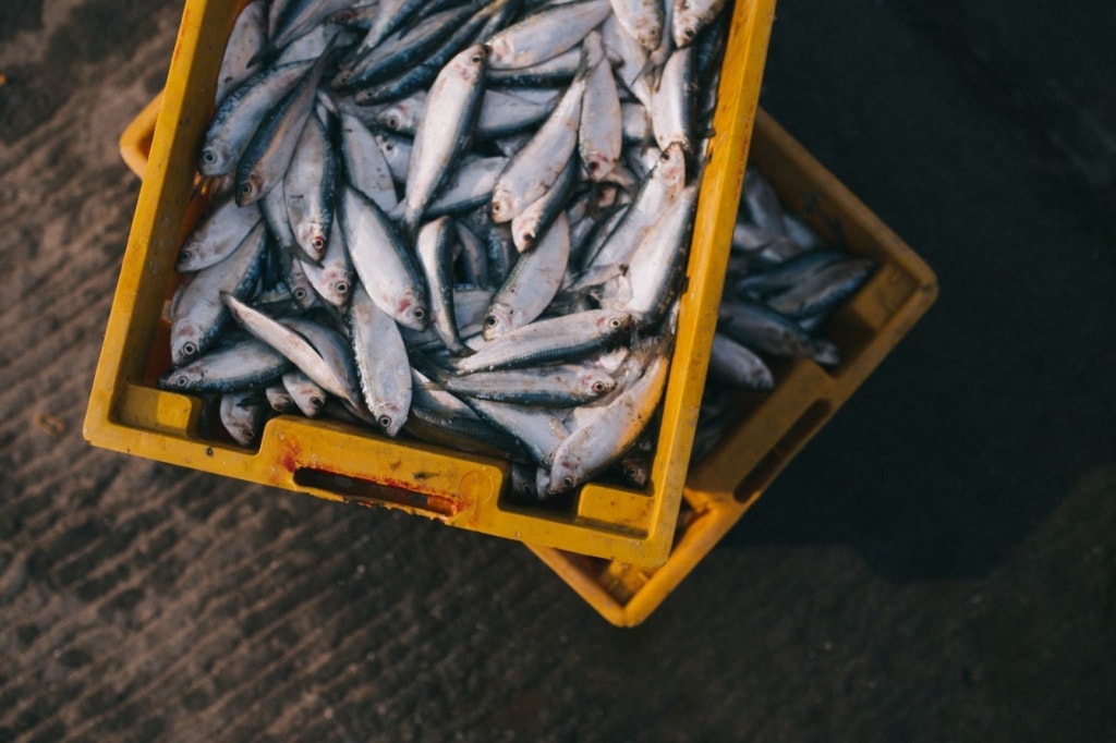gelbe kisten mit fischen