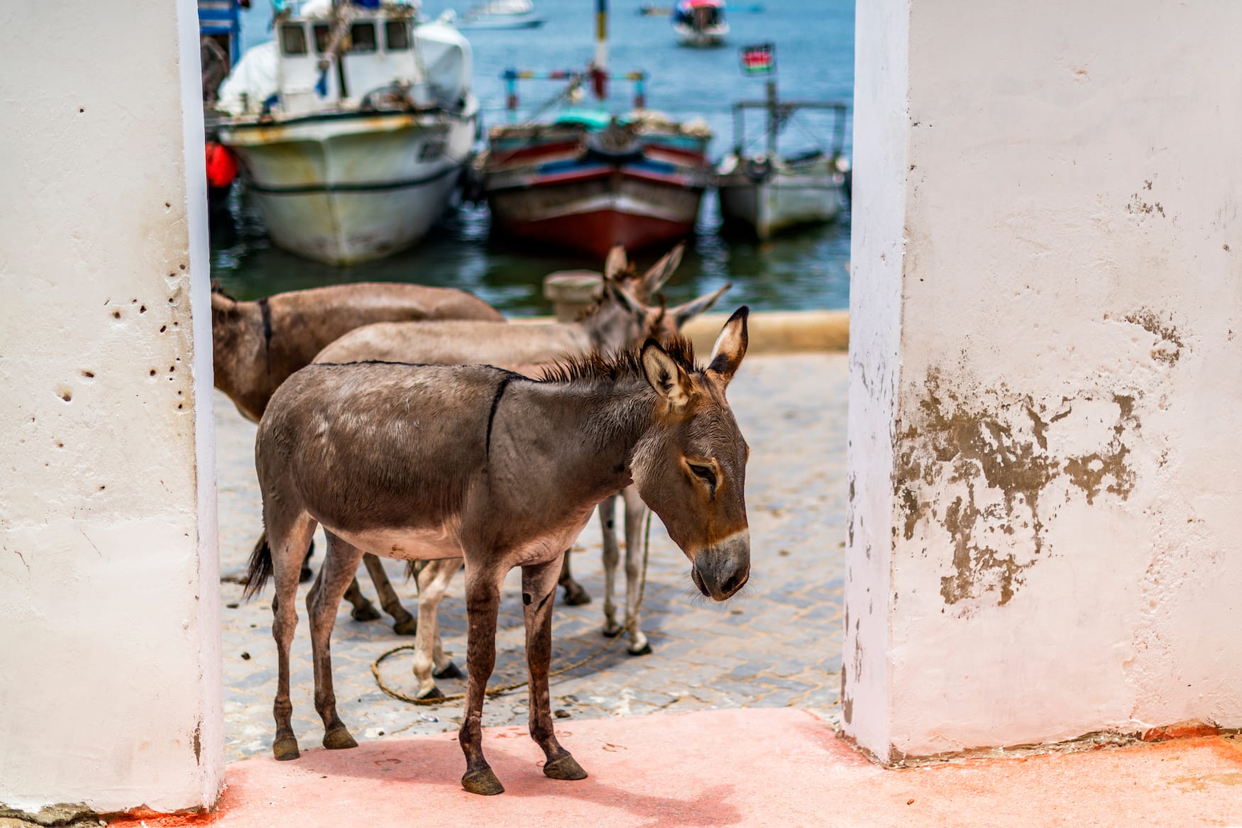 Esel statt Auto heißt es auf der autofreien Lamu Island in Kenia