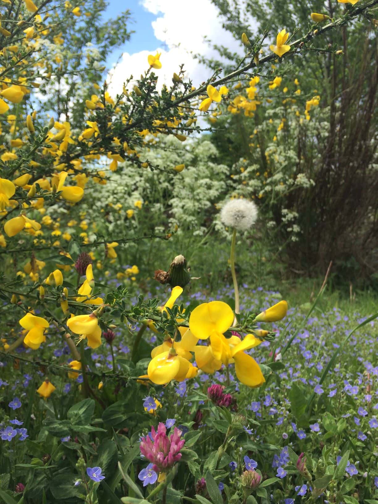 Blumen im Siegtal