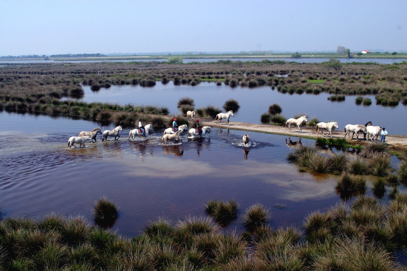 Comacchio Pferde im Delta
