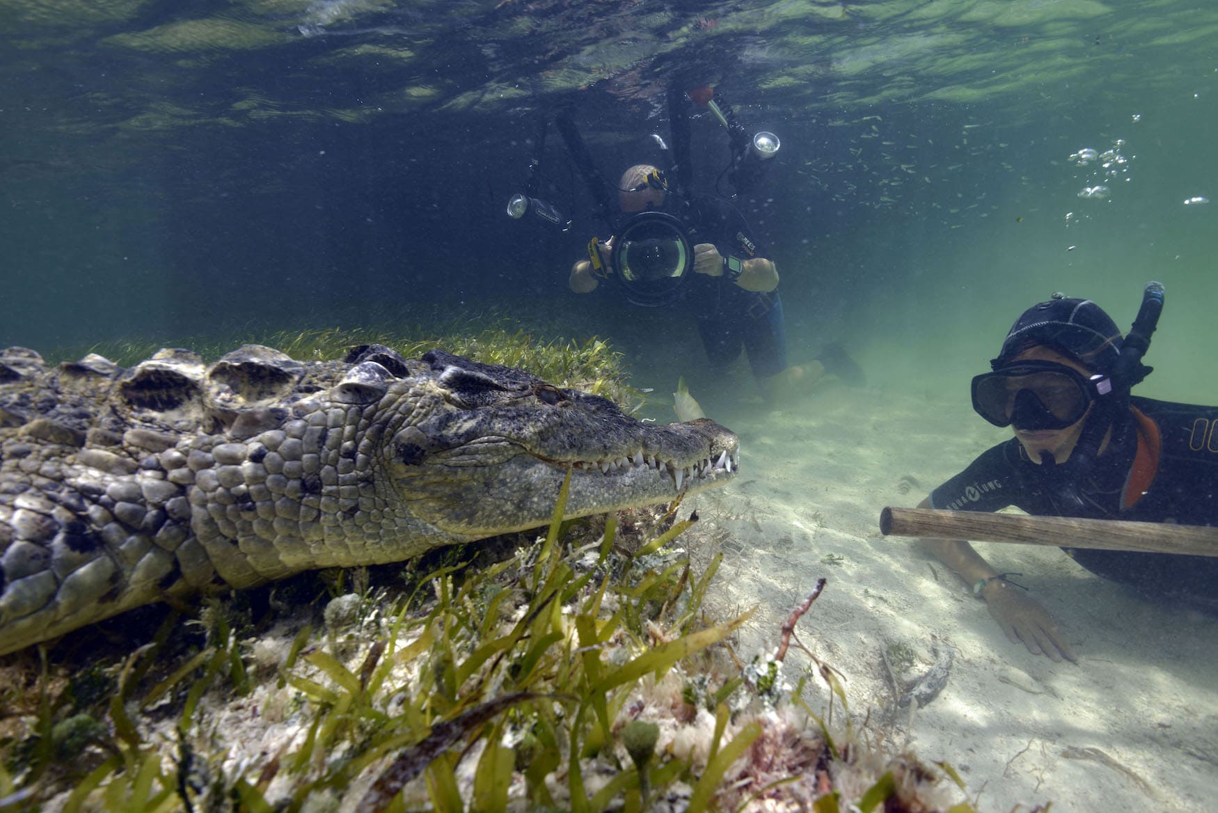 Taucher fotografieren Krokodile in Mexiko