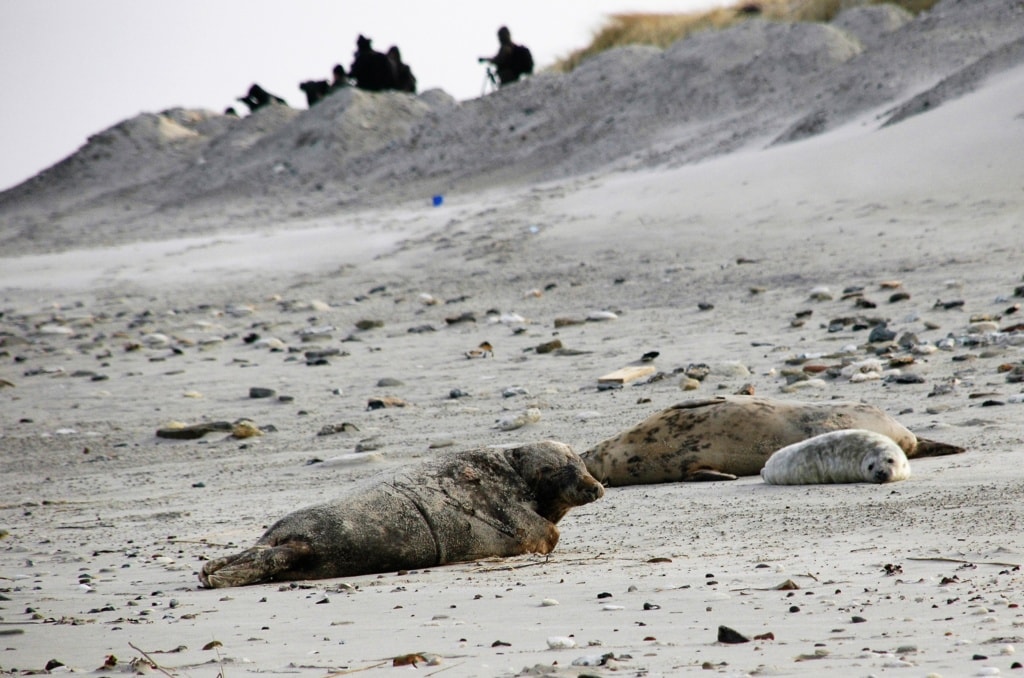 Kegelrobben auf Helgoland