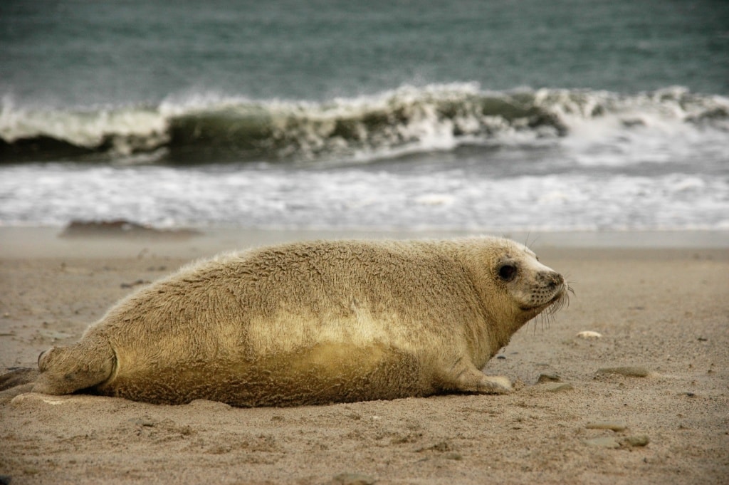 Kegelrobbe auf Helgoland