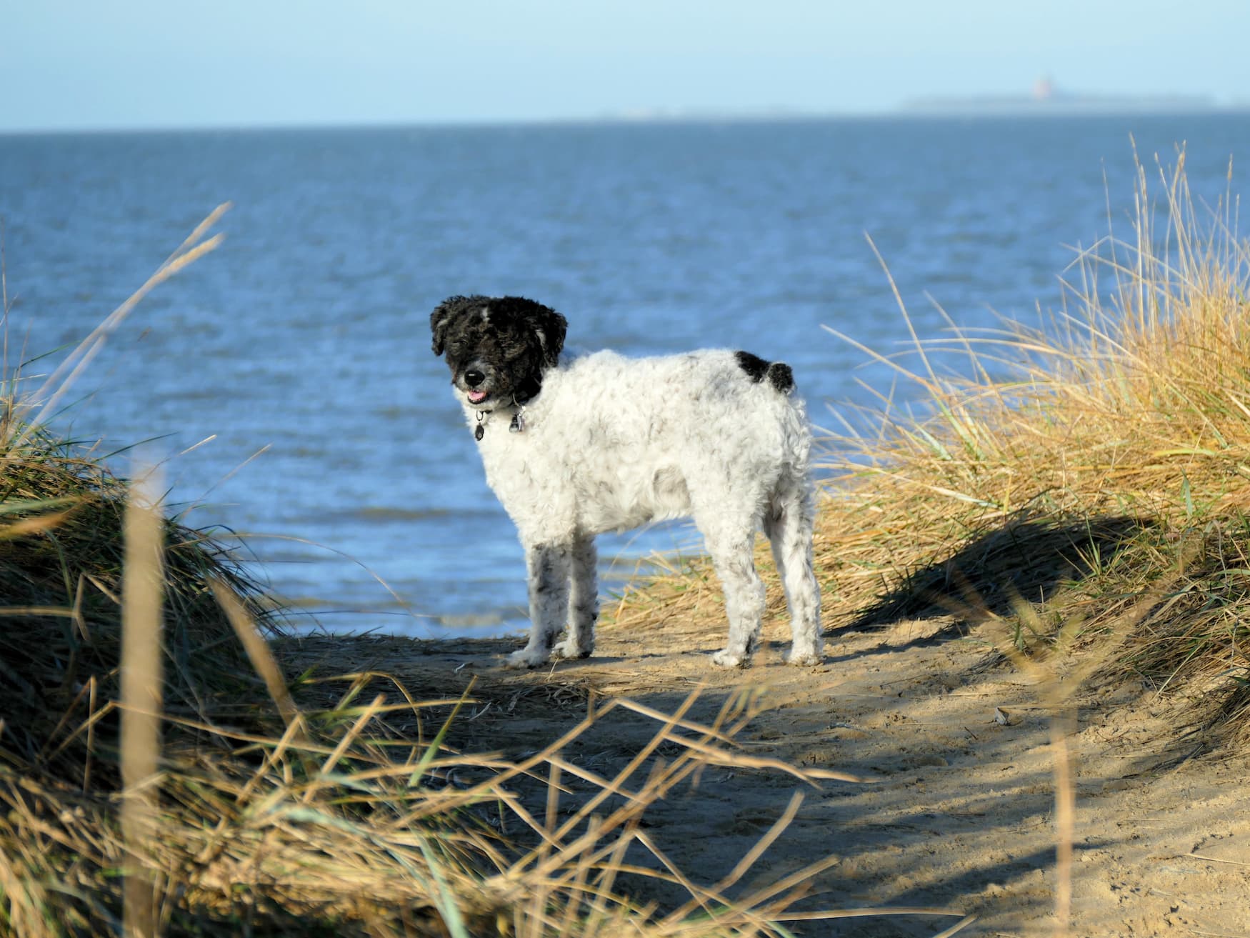 Hund spielt an einem Strand in Norddeutschland