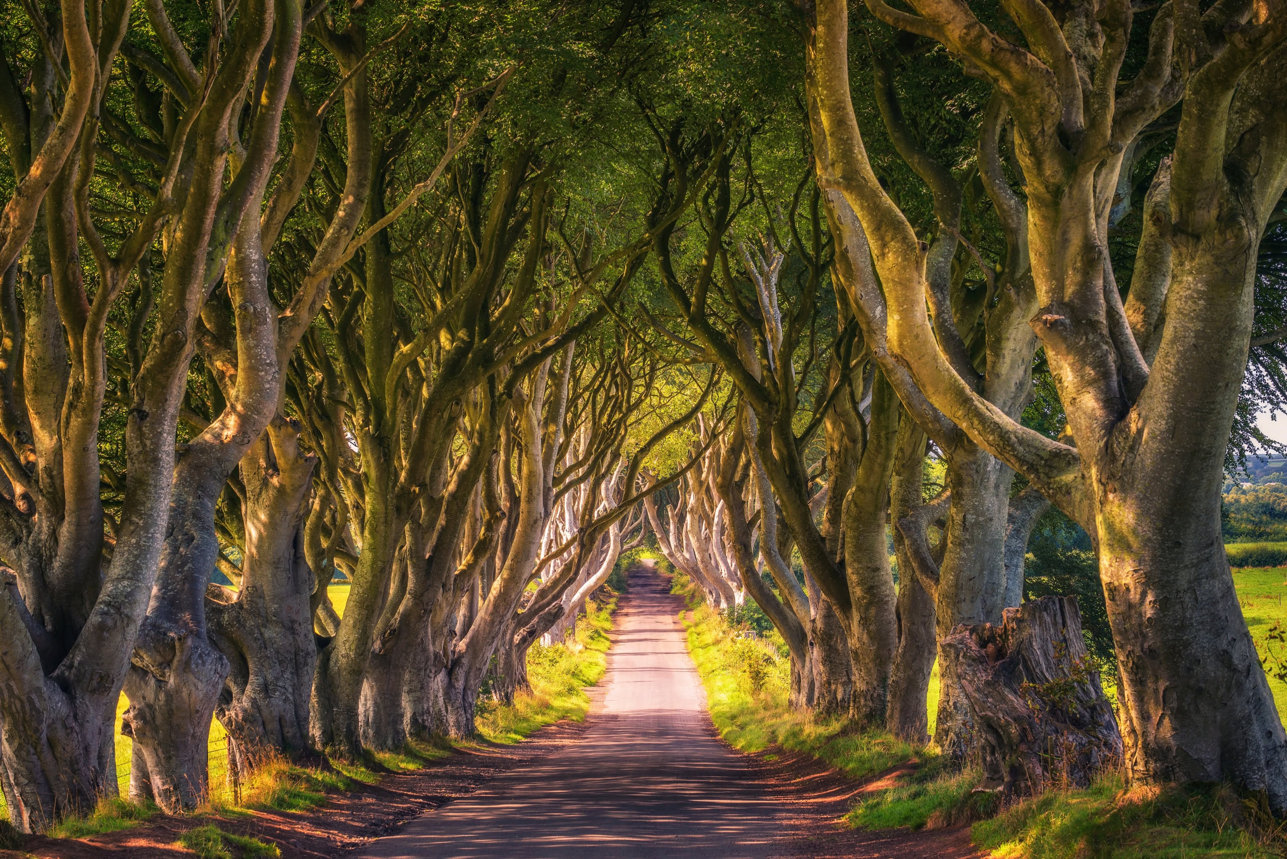 Die Dark Hedges in Ballymoney, Nordirland.