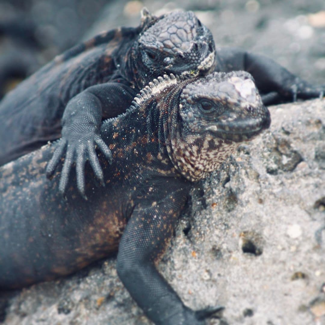 Einfach mal den besten Kumpel in den Arm nehmen! Das ist heute unsere Devise. Aufgenommen wurde dieses Foto von @marie.worldwild auf #galapagos. Mehr gibt es in der kommenden Ausgabe zu lesen. #thatswhatfriendsarefor #reportervorort #welivetoexplore #ecuador