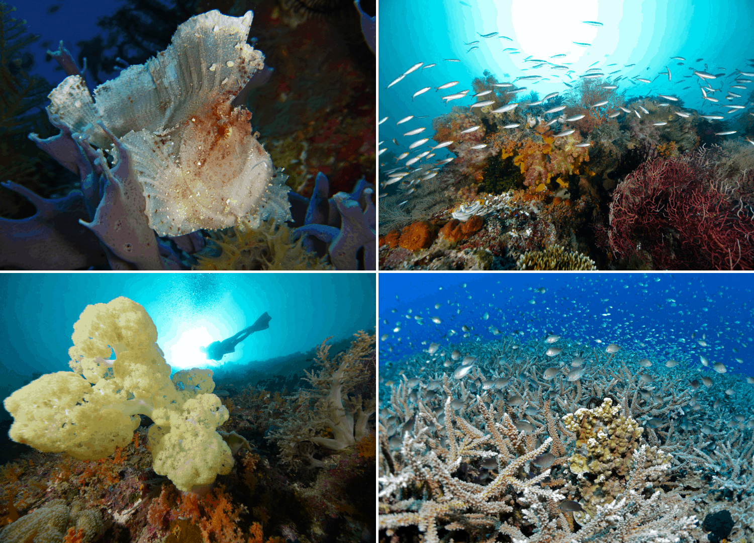 Bunte Unterwasseraufnahmen in Indonesien