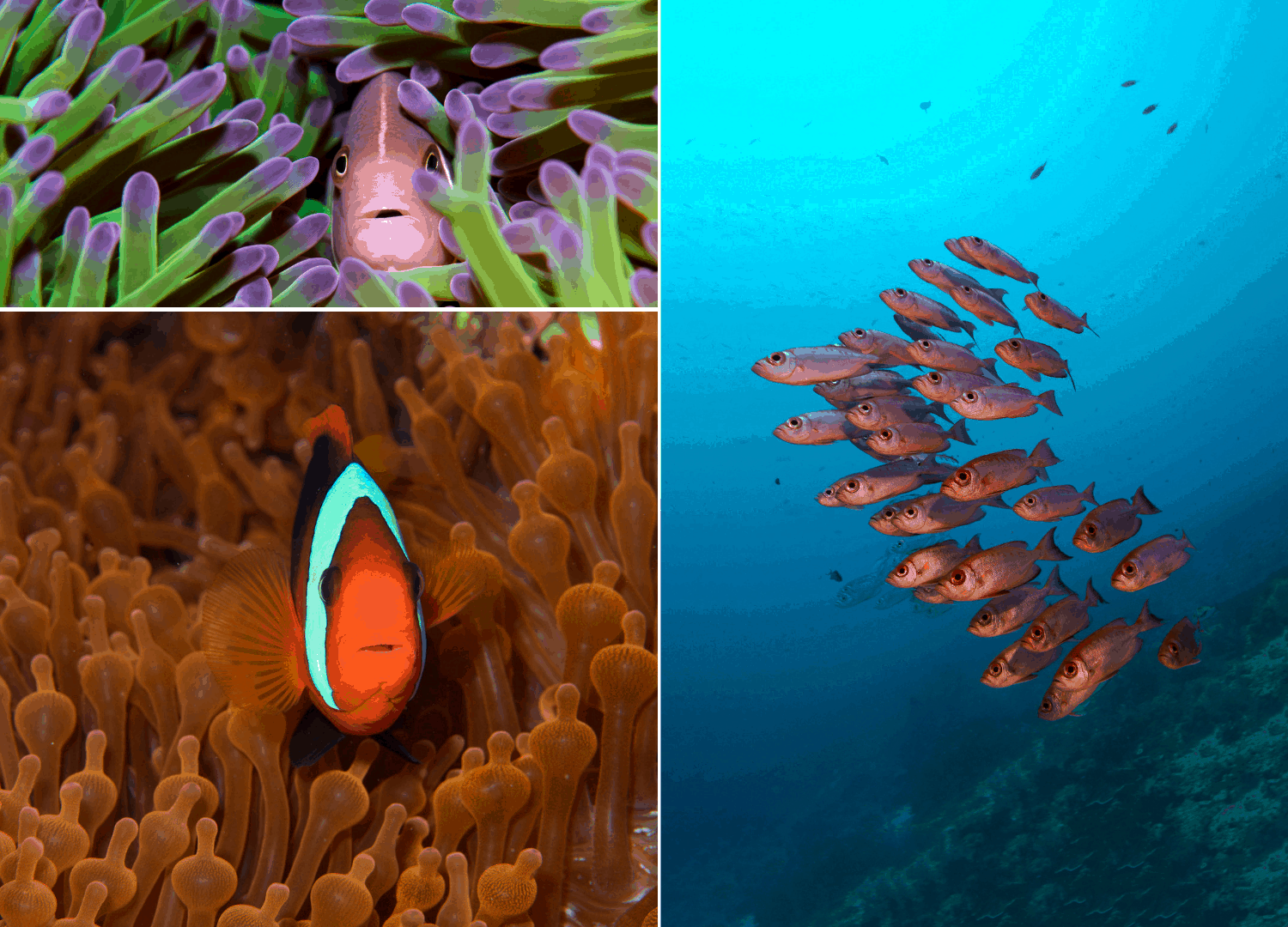 Unterwasseraufnahmen von Fischen