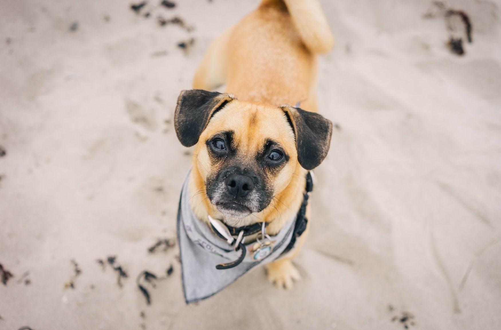 Hund am Strand guckt in Kamera