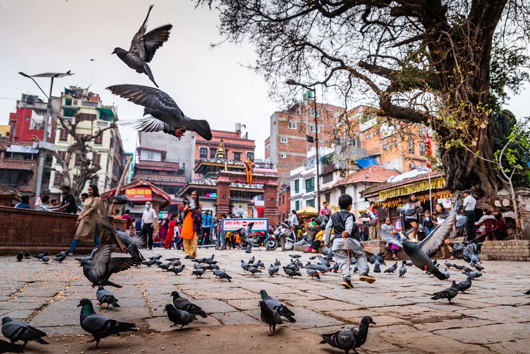 Tauben auf öffentlichem Platz in Kathmandu, Nepal