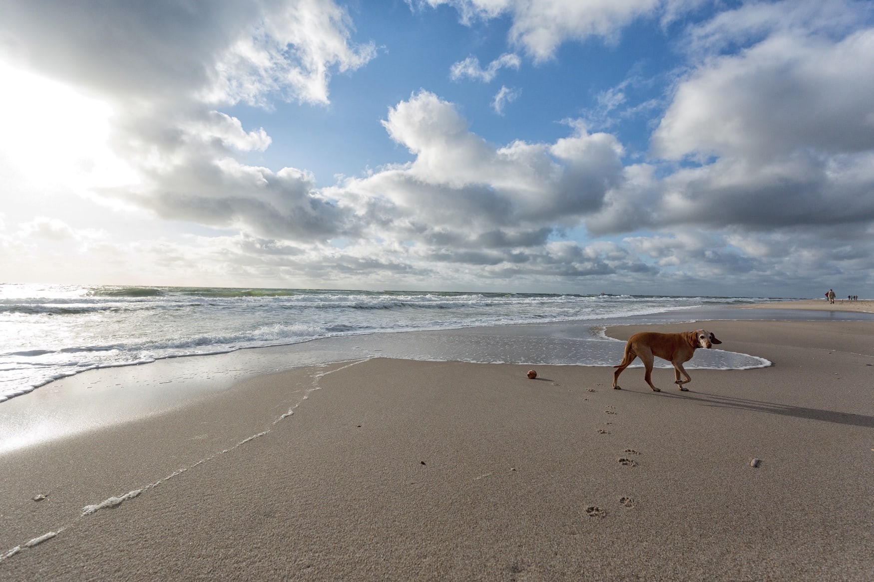 Strandurlaub mit Hund auf Sylt