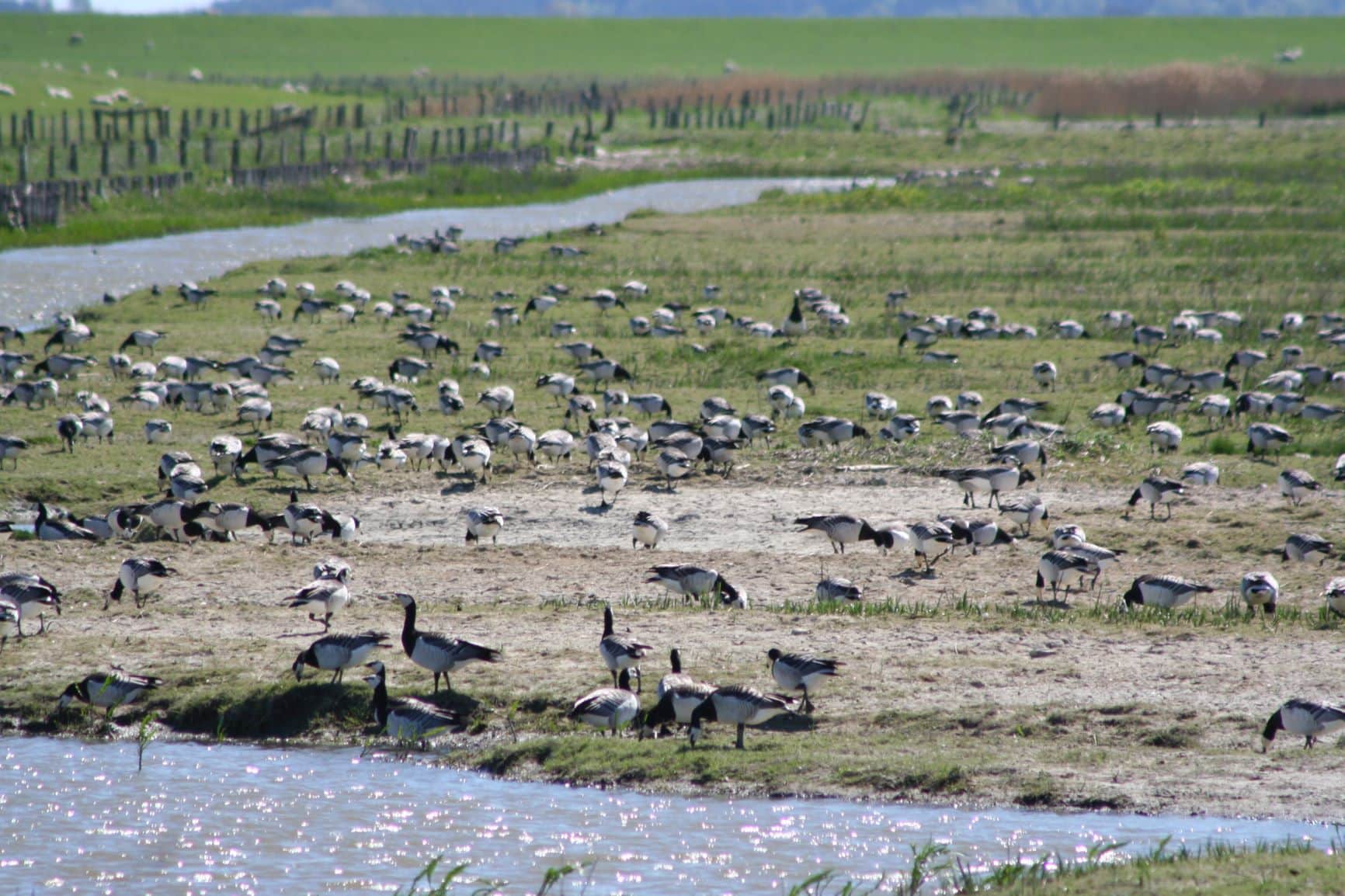 Vogelkiek im Beltringharder Koog an der Nordsee