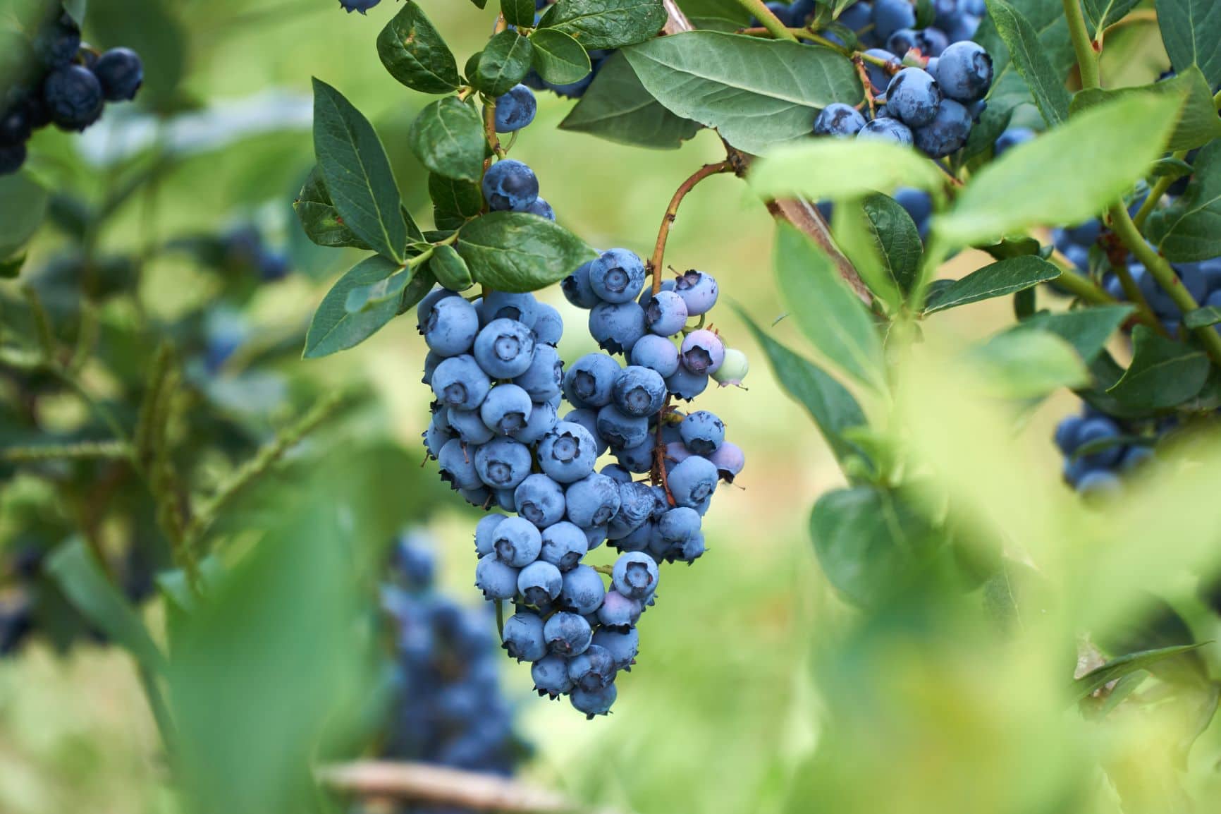 Blaubeeren an Strauch