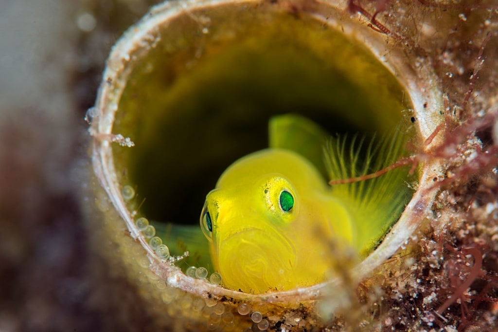 Lemon gobies (Lubricogobius exiguus) beim Tauchen vor der Insel Bohol