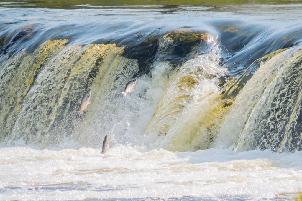 Fliegende Fische im Fluss