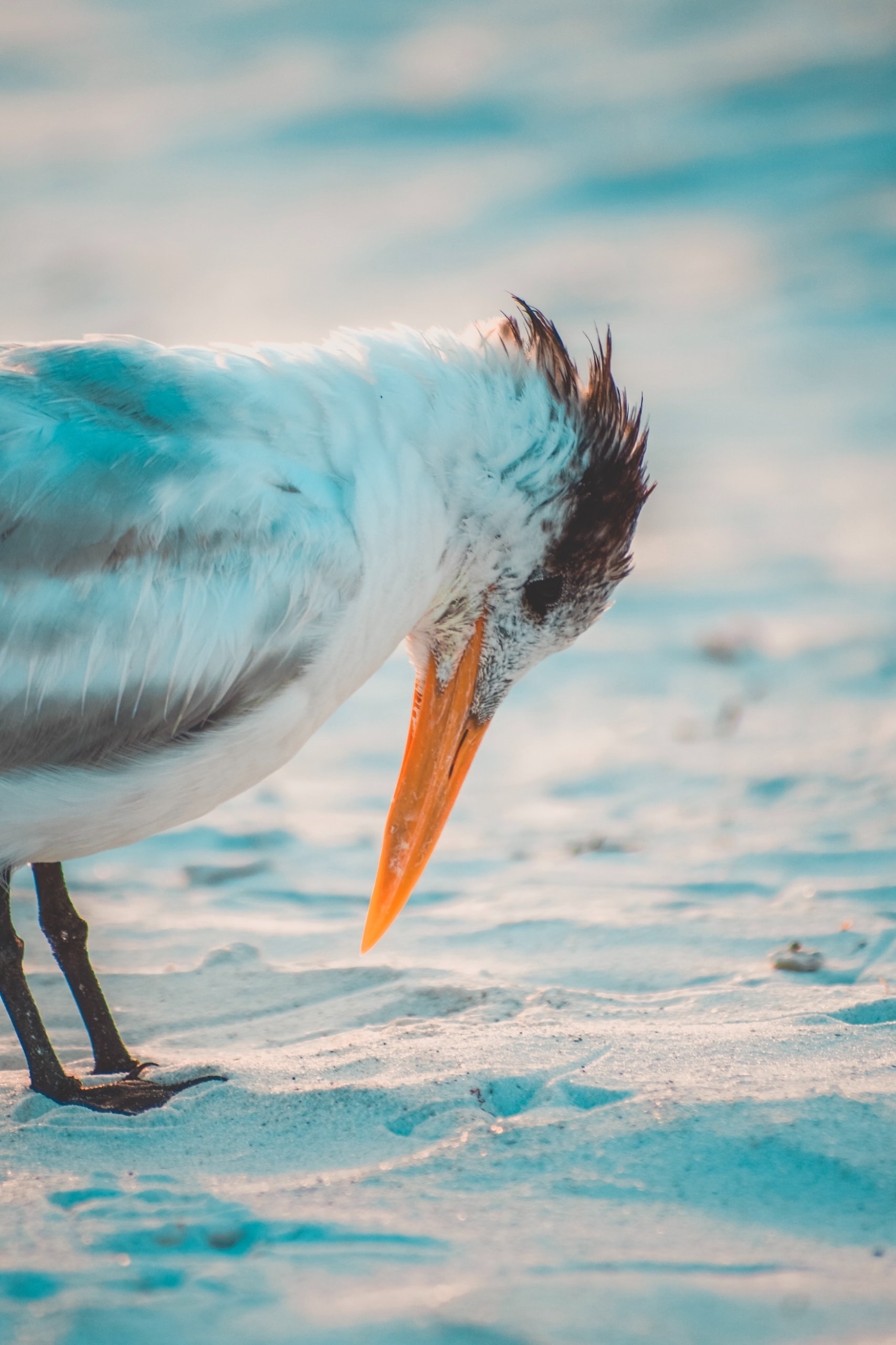 Möve steckt Schnabel in den Sand